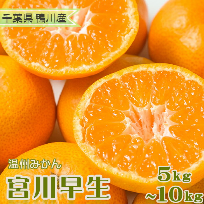 【ふるさと納税】【数量限定・先行予約】甘みと酸味の絶妙バランス！温州みかん『宮川早生』5kg　[0008-0045]