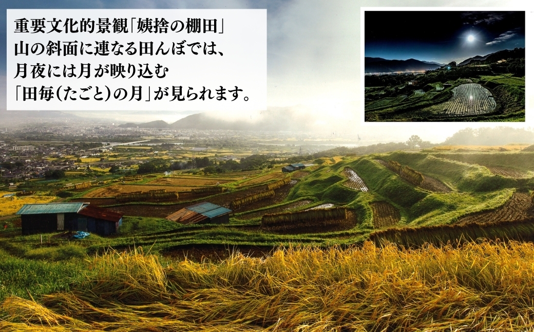 糖度が高くて果汁たっぷり！甘くジューシーなシナノスイート