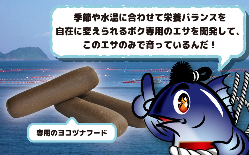 【定期便3回】豊後まぐろヨコヅーナ贅沢セット全3回 赤身250g 中トロ500g 大トロ250g入りの豪華セット 大分県産 九州産 津久見市【tsu0003019】