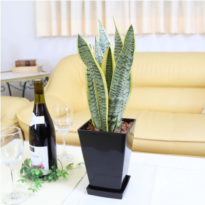 【観葉植物】サンスベリア 5号 ブラックスクエアプラスチック鉢 土の表面:ウッドチップ｜観葉植物 インテリア 部屋 おしゃれ 福岡県筑前町 送料無料