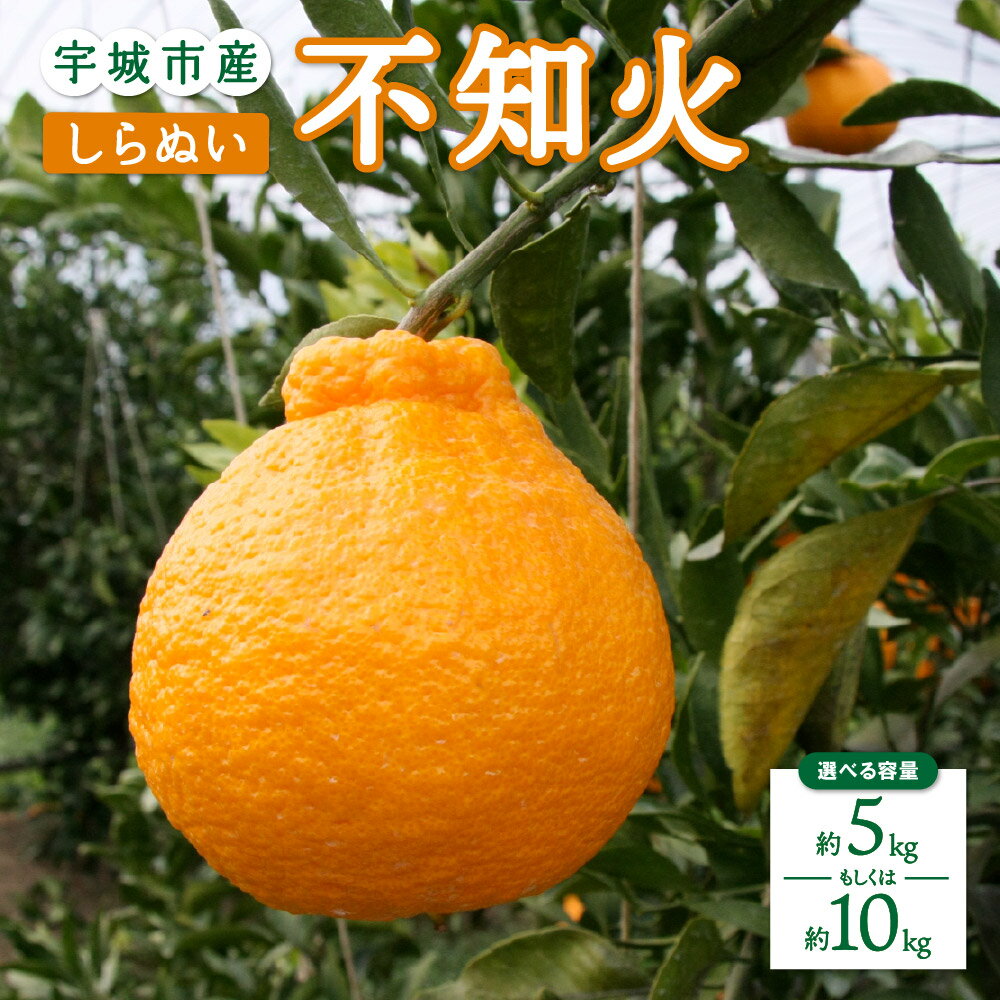 【ふるさと納税】 先行予約 不知火 5kg もしくは 10kg 15玉〜44玉 【2026年2月上旬から4月下旬発送予定】 ひかる農園 しらぬい 柑橘類 みかん 宇城市産 熊本県産 九州産 国産
