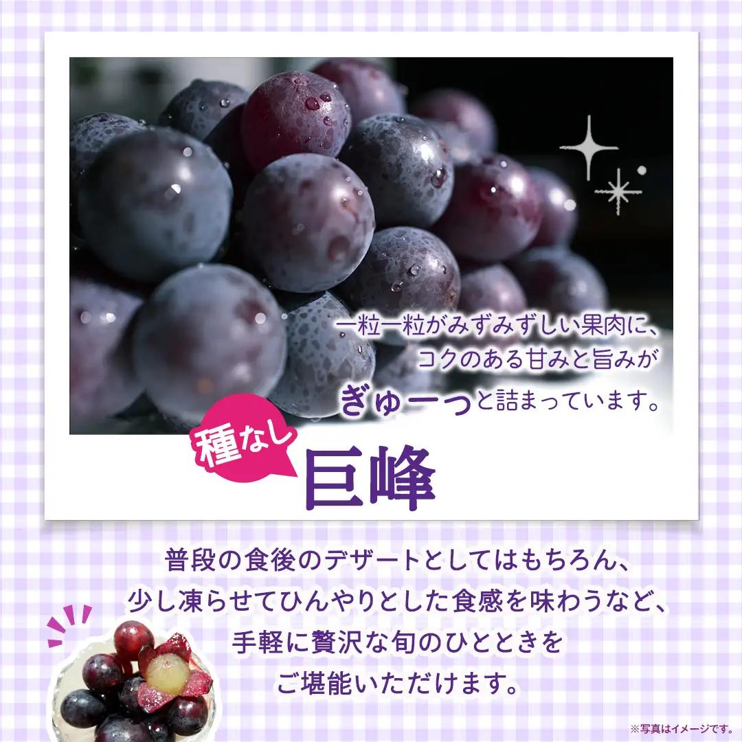 種なし 巨峰 約1.3kg(約2房)【2026年7月より発送開始】（茨城県共通返礼品 [ぶどう]：結城市産） │ ぶどう 種なし巨峰 フルーツ デザート 果物 食べやすい 旬