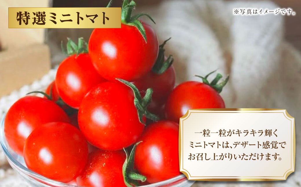 【2026年1月下旬発送開始】Vegettimoトマトセット 大玉トマト1kg＋特選ミニトマト2kg（熊本県産）