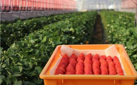 いちごの県フレッシュいちご 大ちゃん農園のいちご(とちあいか)290g×2パック いちご イチゴ 苺 デザート フルーツ 果物 くだもの 果実 食品 F7Z-1718