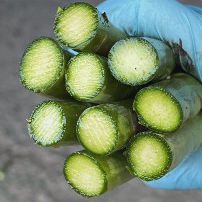 
                  ＜2026年発送＞富良野産　露地栽培　グリーンアスパラガス(2Lサイズ) 1kg【1401812】
                