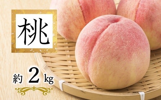 【令和8年産先行予約】 白桃「あかつき・まどか・川中島・おどろき」 約2kg (6玉以上 秀) 《令和8年8月上旬～発送》 『南陽中央青果市場』 桃 もも 果物 山形県 南陽市 [2584]