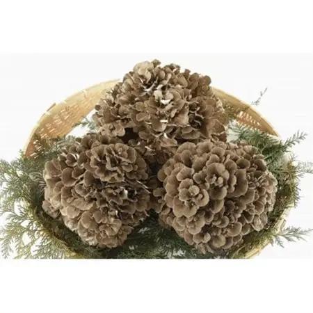まいたけ粉末(30g×3袋)【1429443】