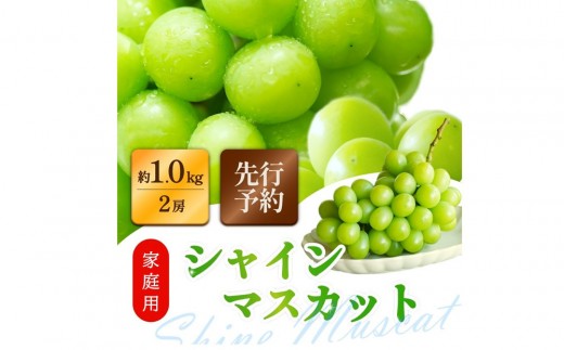 
                  家庭用シャインマスカット 2房 合計1.0kg以上 ぶどう 葡萄 桃太郎御一行　岡山県産 2026年【8月中旬頃発送】
                