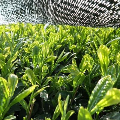ふるさと納税 宇美町 浅炒り八女ほうじ茶50g×2袋(宇美町)(八女茶) |  | 03