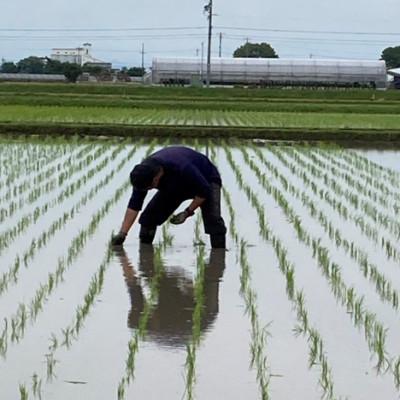 ふるさと納税 羽島市 【栽培期間中:農薬・化学肥料不使用】岐阜県羽島市産 初霜(ハツシモ)精米5kg |  | 01