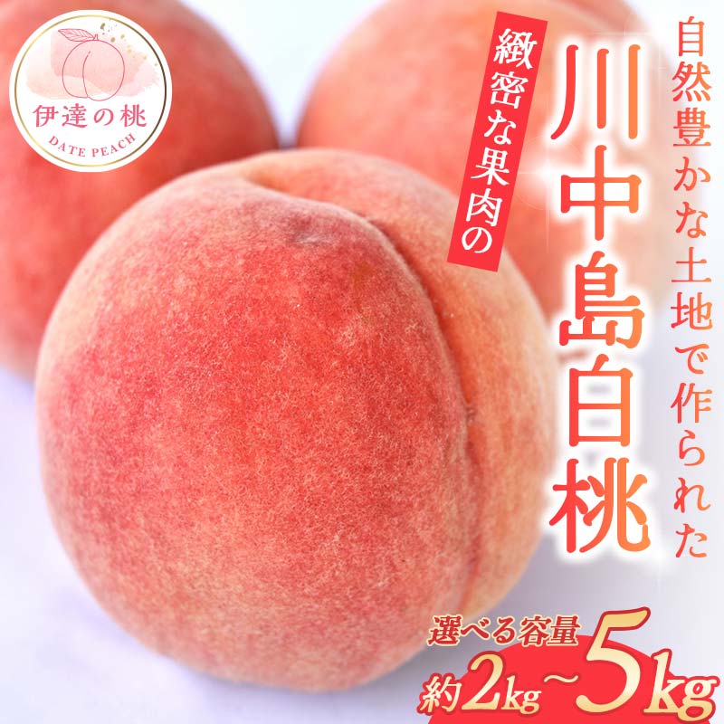 【ふるさと納税】＼選べる容量／【2026年出荷分先行予約】福島県産 川中島白桃 約2kg 約3kg 約5kg 玉数はおまかせ はこざきフルーツ 伊達の桃 桃 フルーツ 果物 もも モモ momo F21C-429var