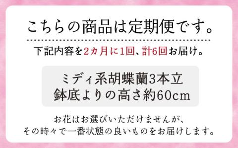 胡蝶蘭 お楽しみ定期便 [年6回]≪糸島≫【はざま園芸】ご家庭用/贈り物/お祝いごと [AND003]