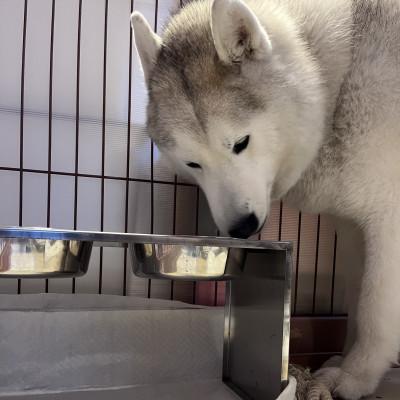 ふるさと納税 日進市 大きなわんちゃんのごはん台(小) |  | 03