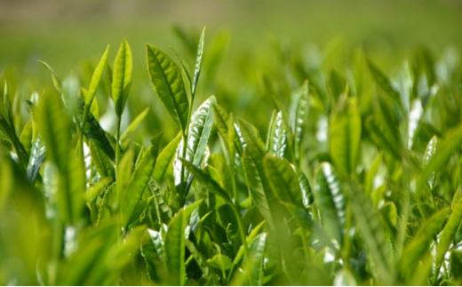 紅茶 100g × 3袋 お茶 飲料 ホット アイス 茶葉 リラックス