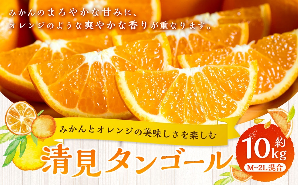 
                  【 みかんとオレンジの美味しさを楽しむ 】 清見タンゴール 約10kg みかん ミカン オレンジ 柑橘 柑橘類 柑橘系 くだもの 果物 フルーツ 果実 果汁 果肉 国産 愛媛県産 【 2027年2月下旬～5月上旬発送予定 】 ( 1065 )
                