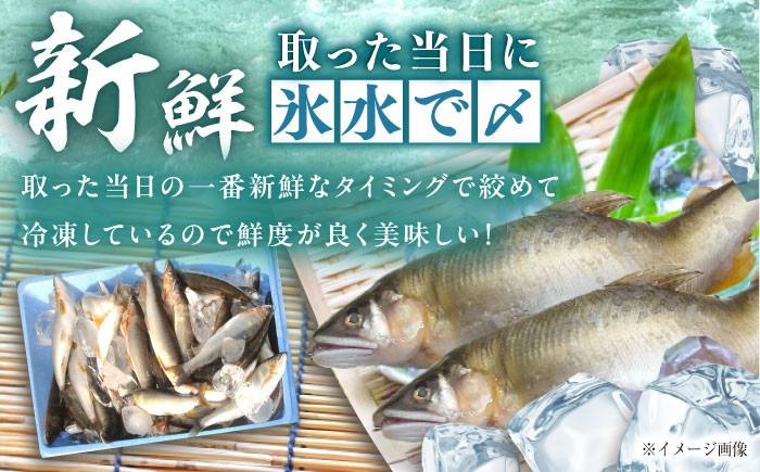 天然あゆ 冷凍 付知川 鮎 魚介 お取り寄せ 魚 天然鮎 清流 通年受付 川魚 贈答 ギフト おすすめ 人気 岐阜県 恵那市