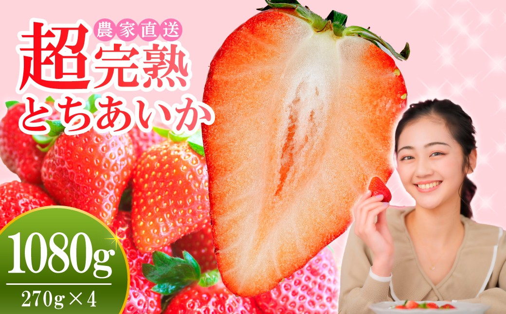 
            【先行受付：選べる発送月】いちご 小島さんちの完熟 とちあいか レギュラーサイズ 約270g×4パック 合計 約1080g | いちご イチゴ 苺 とちあいか 完熟 大粒 果物 フルーツ くだもの あまい 甘い 産地直送 栃木県産 小島いちご園 栃木県 茂木町
          