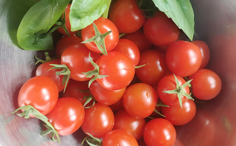 【2026年発送】ミニトマト ほれまる 2kg［松鶴ファーム］野菜ソムリエサミット金賞 トマト ミニトマト プチトマト 野菜 やさい 新鮮 とれたて 甘い 北海道 南富良野