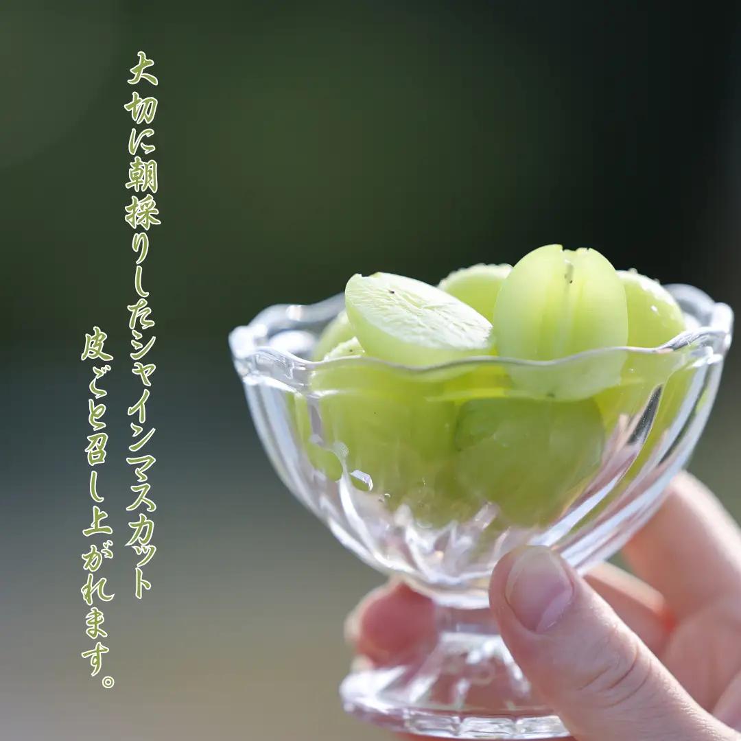 ≪先行受付≫【数量限定】まるさん農園のシャインマスカット　約１ｋｇ　合計２房［MR-101］| 人気シャインマスカット 高評価シャインマスカット シャインマスカットランキング おすすめシャインマスカッ