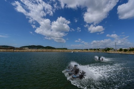 B-006 旭水産活き車海老（あいおえび）1700g（850g（18～25尾）×2）【養殖】