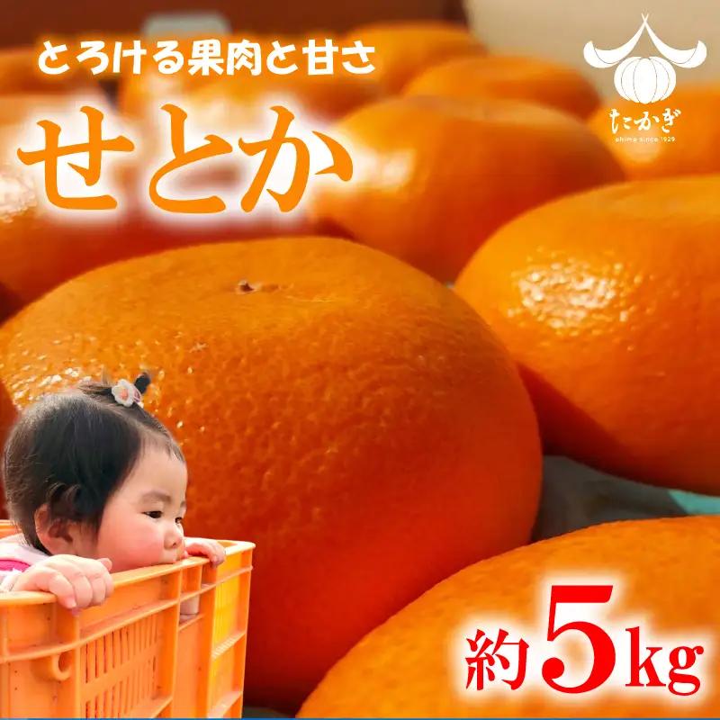 【2027年2月下旬頃から順次発送】【愛媛県産】 せとか 約5kg  訳あり サイズおまかせ 傷アリ 家庭用 柑橘 みかん せとか セトカ 果物 くだもの フルーツ おすすめ 高級 人気 お取り寄せ  期間限定 数量限定 ご当地 愛媛県 松山市 たかぎ果樹園【TKG0121】