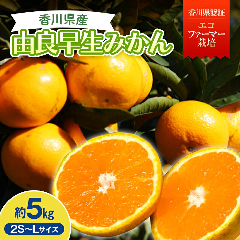 【ふるさと納税】2026秋よりお届け 高糖度温州みかん（由良早生）約5kg 果物類 柑橘類 フルーツ FAH-0178