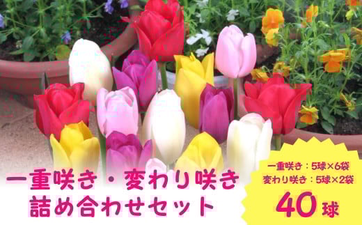 【 先行予約 】 チューリップ 球根セット 40球入 | ガーデニング 庭 園芸 新潟県 五泉市 新潟県花卉球根農業協同組合 ( 2025年9月中旬より順次発送 )