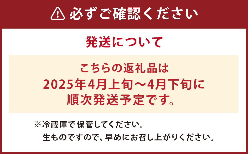 朝掘り タケノコ 約2kg（2～5本）