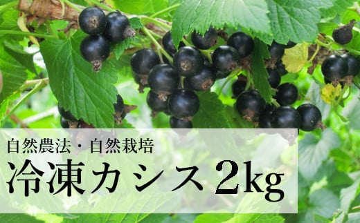 自然農法 冷凍 カシス ( 2kg ) 完熟収穫 栽培期間中 農薬不使用 農家 直送 遠野もぐもぐカントリー 【先行予約：2025年8月初旬より順次発送予定】
