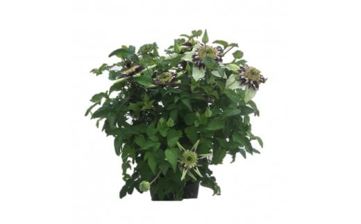 【先行予約】クレマチス ビエネッタ (白系) 5号鉢 | 花 お花 ホワイト 白 5号 花ギフト フラワーギフト 鉢花 鉢植え ギフト プレゼント 贈答 農林水産大臣賞受賞 根本園芸