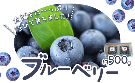 ブルーベリー 約 500g 【令和7年度産】《6月上旬-8月下旬頃出荷》 Blueberry garden IKEDA 千葉県 流山市 果物 フルーツ 青果物 くだもの ベリー