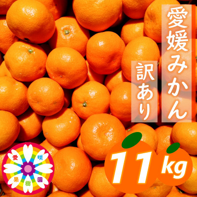 
            「 愛媛 みかん 」 訳あり 約11kg《 愛咲果樹園 》＜C71-7＞【1331485】
          