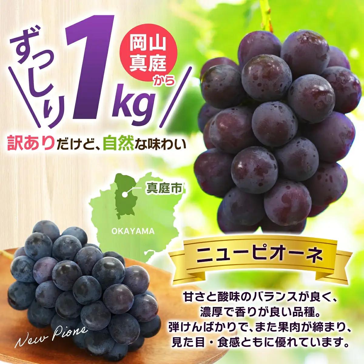 ピオーネ 訳あり 約1kg 岡山産ニューピオーネ 【hana033-02】