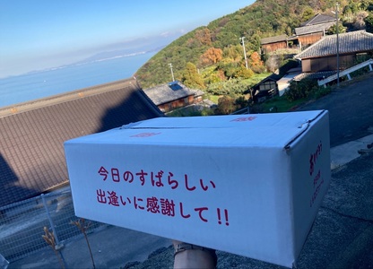 みかん 愛果28号 2Lサイズ 10玉 贈答用 紅まどんなと同一品種 農園直送 先行予約 【11月中旬から順次発送予定】 愛媛 数量限定 愛媛県産 人気 柑橘 伊予市｜ B532