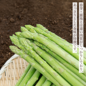 《令和8年産》夏芽 アスパラガス 2L 約1.0kg アスパラガス [発送7月]  AF016