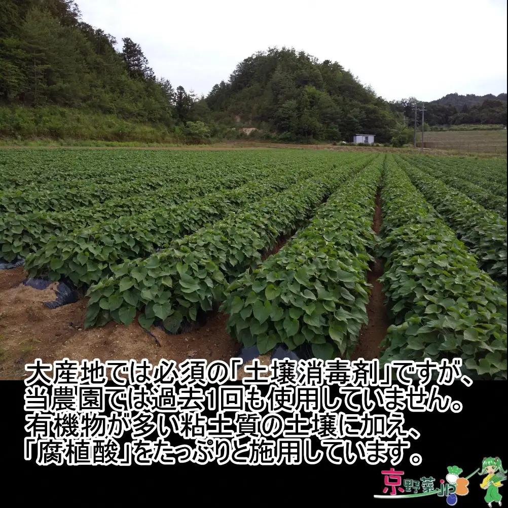 小さい紅はるか（京都産） 20kg