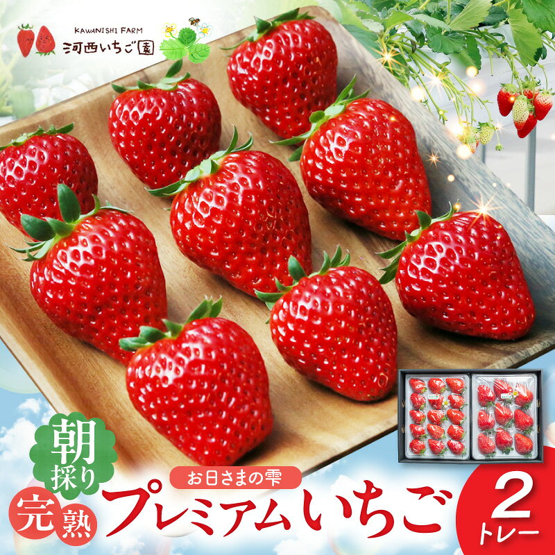 【ふるさと納税】【先行予約】その日の朝に採れた いちご 2トレー お日さまの雫 詰め合わせ 完熟 朝穫り フルーツ 果物 お取り寄せ プレミアム ゆりかーご 贈答用 贈り物 滋賀県 守山市 送料無料