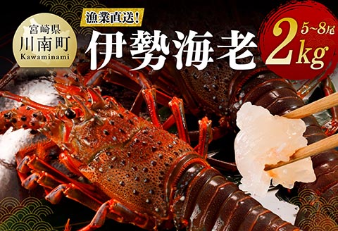 【漁協直送！】伊勢海老2kg（5～8尾） 【 魚介類 えび 伊勢えび イセエビ 】[B01705] 伊勢海老2kg（5～8尾）