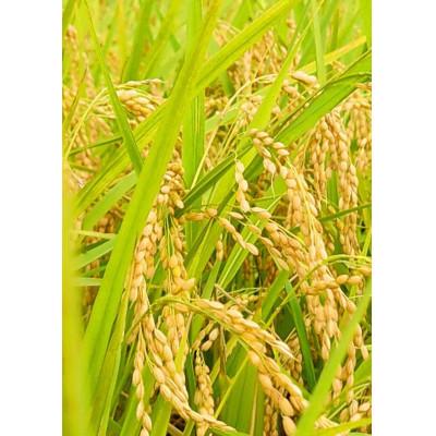 ふるさと納税 鬼北町 【鬼北町×愛媛県】鬼北のせせらぎ×ひめの凜(プレミアムクオリティ)各5kg[ブランド米セット商品] |  | 01