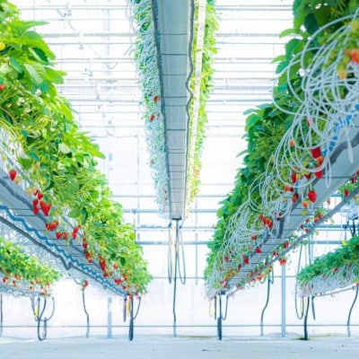 【いちご空中農園いわた】【きらぴ香】【期間限定】大粒 8〜15玉×2パック ギフトBOX入り【配送不可地域：離島】【1701699】