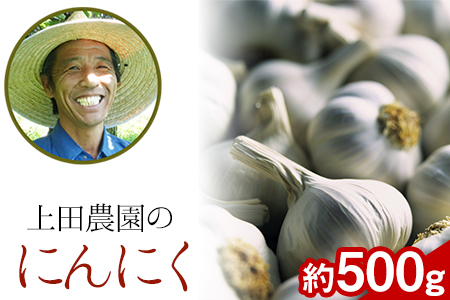 『上田農園』のにんにく約500g 熊本県玉名郡玉東町『上田農園』にんにく《7月上旬-9月中旬頃出荷》