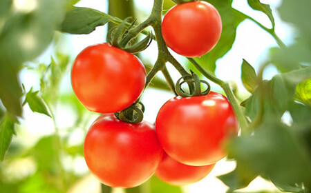 【2026年7月中旬発送開始予定】 岩手県産 採れたて ミニトマト サマー千果 約3kg 【十一代目藤助】 ／ ミニ トマト とまと 新鮮 旬 プチトマト 野菜 やさい 期間限定 季節限定 国産 八幡