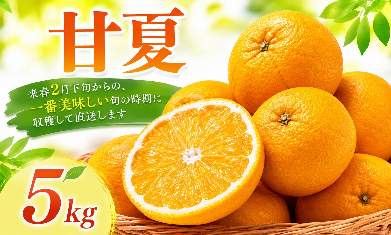 
                  【先行予約】【2027年2月下旬より順次発送】 甘夏 5kg 愛媛県 愛南町産 先代から受け継いだ樹から、未来へ残したい味を。 Legacy Reserve みかん 蜜柑 果物 柑橘 フルーツ 傷 不揃い 高級 糖度 甘い ゼリー ジュース 農園 直送 エニシトラス 
                