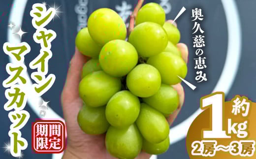 
            【先行予約】＜2025年8月中旬より発送＞シャインマスカット1kg マスカット ぶどう ブドウ 葡萄 フルーツ 果物 くだもの デザート 【奥久慈 まほろばの郷 ふれあい農園】【ho1525】
          