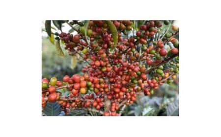 コーヒー豆  シングルオリジン 200g  |スペシャルティコーヒー 稜線 -RYOSEN- | ( 京都 珈琲 コーヒー 珈琲豆 スペシャルティ コーヒー 自家焙煎コーヒー 珈琲 200g )