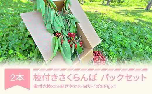 
            枝付きさくらんぼ 2本 紅さやか パックセット 300g 2025年産 令和7年産 ku-che2s300
          