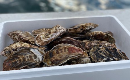 【国内消費拡大求む】先行予約 北海道 サロマ湖産 カキ 約3.5kg 牡蠣 かき 海鮮 魚介 国産 殻付き 貝付き 生牡蠣 生食 焼き牡蠣 蒸し牡蠣 冷蔵 産地直送 オホーツク 魚貝類