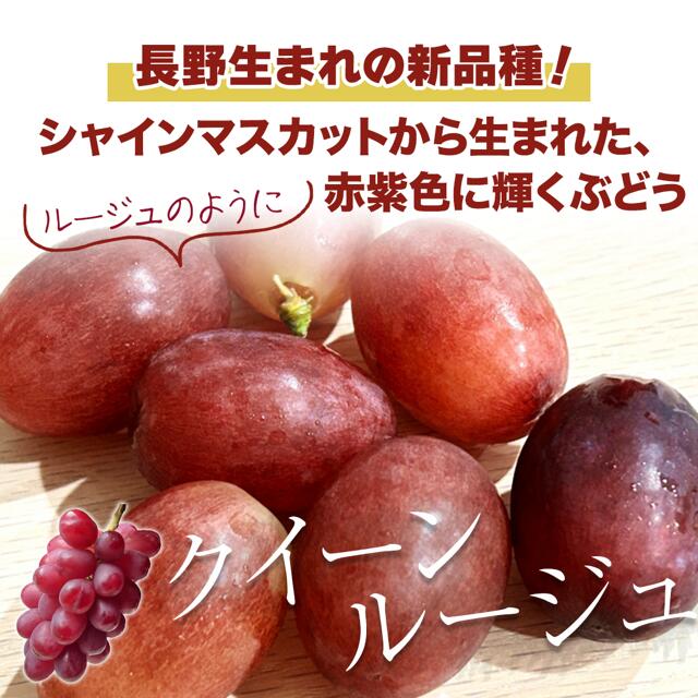 【ふるさと納税】【2025年先行予約】 クイーンルージュ® 約1~2kg ( 2~5房 )｜ 果物 フルーツ 赤ぶどう 葡萄 ブドウ 種無し 種なし 皮ごと 千曲市 長野県 信州
