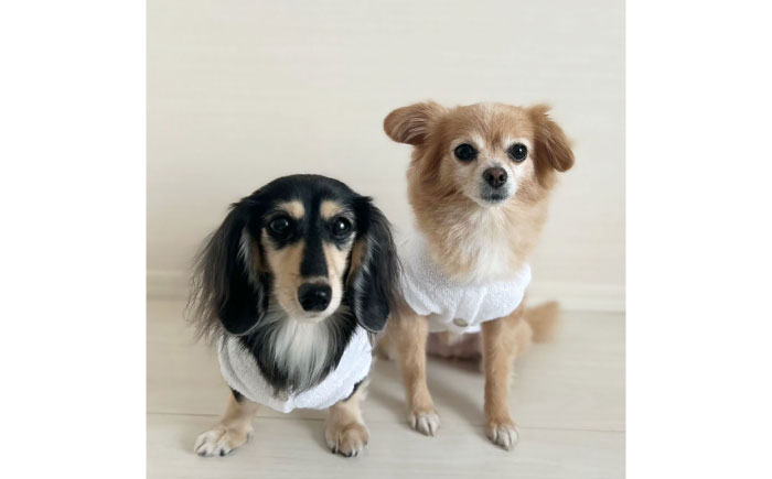 タオル地パーカー ホワイト （ワンちゃん用）（SS/S/MM/Mサイズ） / ドッグウェア ペット用品 犬用 服 お揃い タオル地 パイル / 佐賀県 / Canis Lupus [41AAAN009