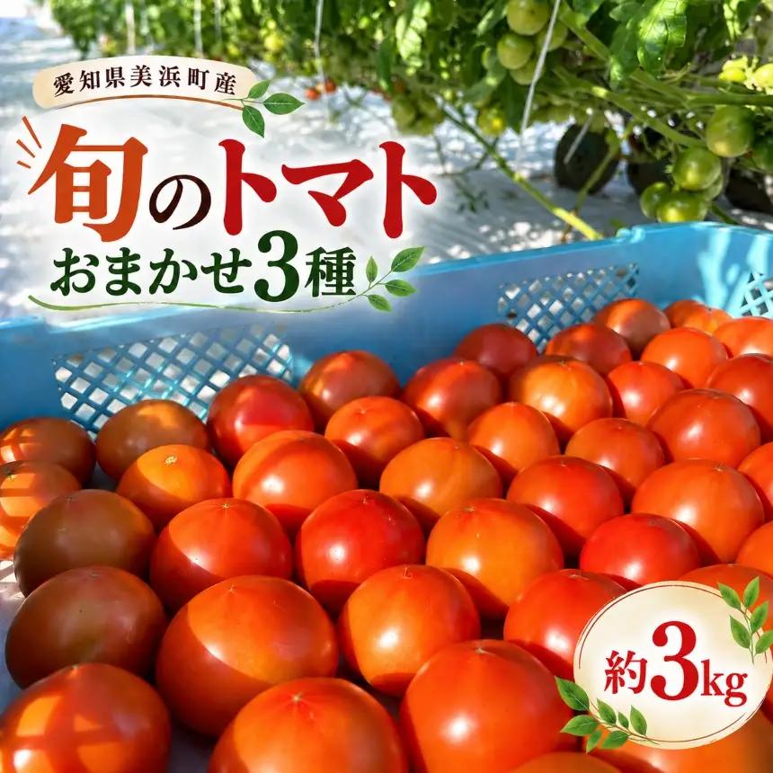農家直送 旬のトマト おまかせ3種  約3kg 
